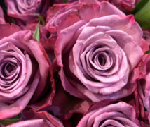 Pams Flowers 01