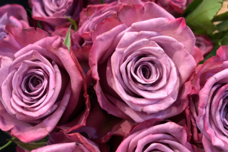 Pams Flowers 01