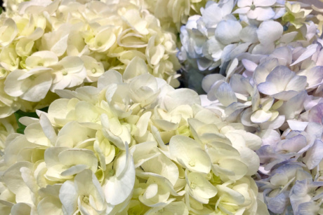 Pams Flowers 04