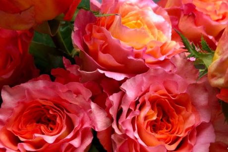 Pams Flowers 05