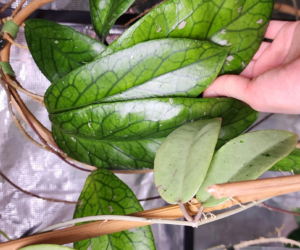1 Kingston Botanical Market jpg pdf Apr25 Thi CH