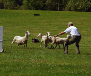 10 Sheepdog Trials Aug25 Thing
