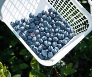 10 Blueberry and rasberry picking