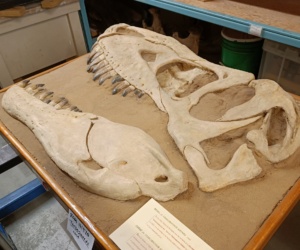 22 Dinosaurs Among Us