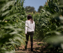 Fruition Berry Farm Corn Maze