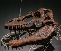 Miller Museumof Geology