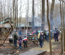 Maple Madness 1