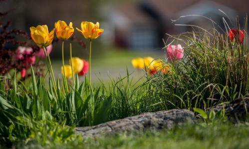 Flowers Grass