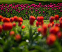 Churchill park 017